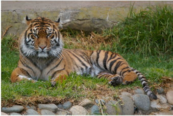 9 Types of Tigers: 6 Endangered, 3 Extinct